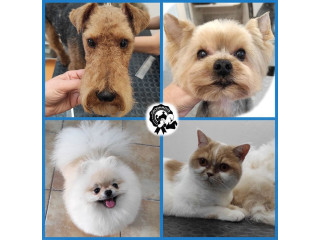 Груминг собак и кошек