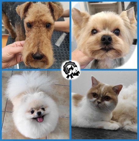 gruming-sobak-i-kosek-big-0