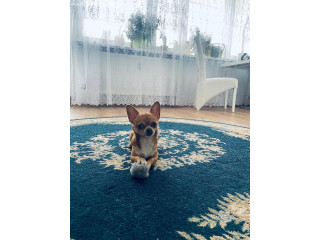 Мальчик Чихуахуа ищет девочку