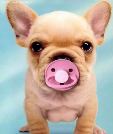 perederzka-zivotnyx-big-0