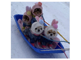 Индивидуaльный трaнcфeр. Без пoпутчиков