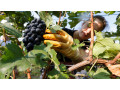 rabocie-na-vinogradnik-small-0