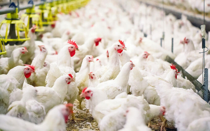 rabotniki-na-pticefermu-big-0