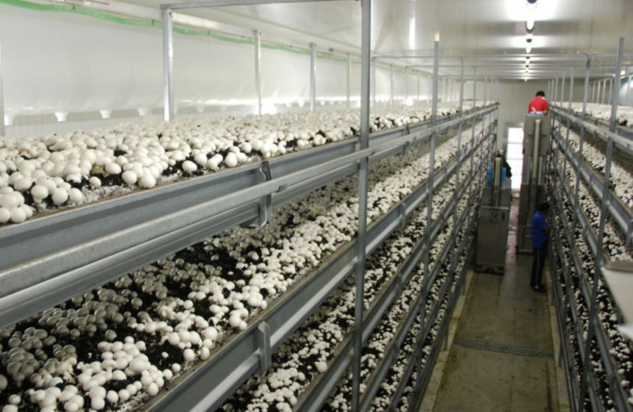 rabotniki-na-gribnuiu-fermu-big-0