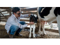 likar-veterinarnoyi-medicini-small-0